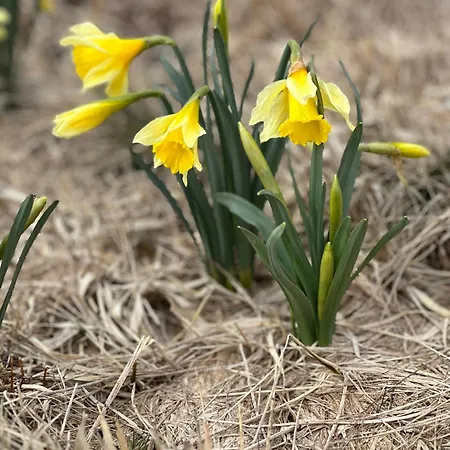 Le 36 6 Pers Le Sauna Hiking * Mont-Dore