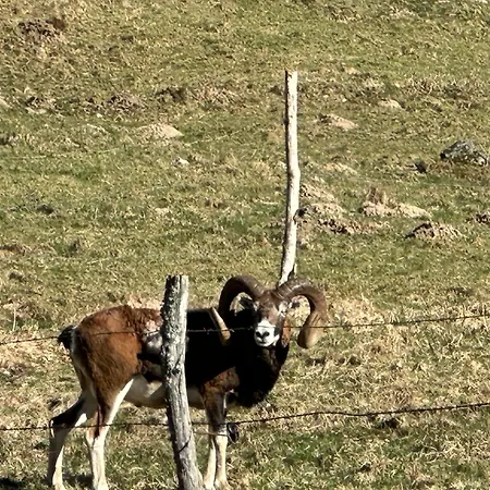 Le 36 6 Pers Le Sauna Hiking Alpstuga Mont-Dore